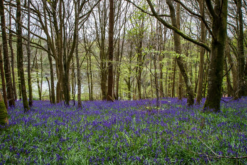 Bluebells and wild garlic in Rossmore Forest Park - May 2017 (23).jpg
